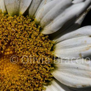 Macro image of flower